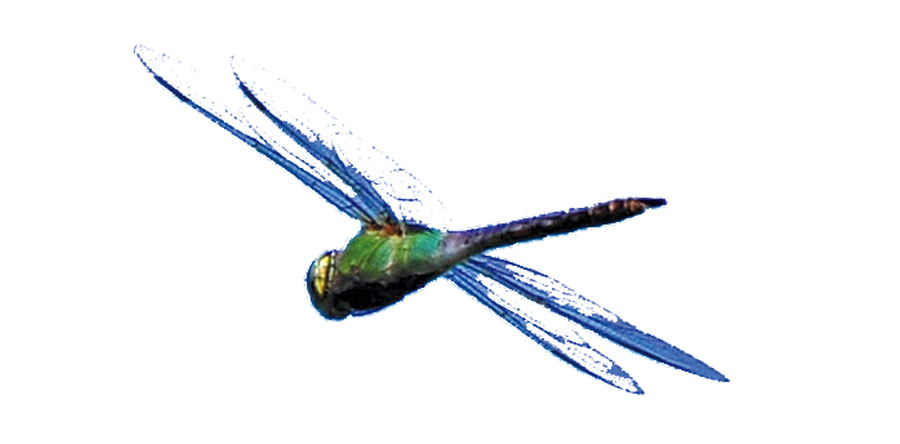 Mosquito Hawks stage mass emergence
