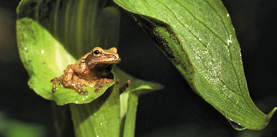 DNR seeking volunteers for spring Amphibian Survey