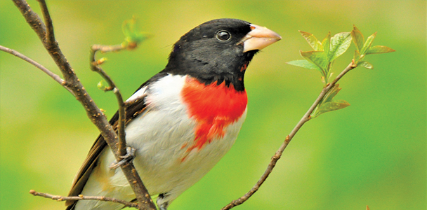 Spring songbird migration approaching annual peak