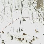 Nothing beats sitting in the cozy comfort of your living room while watching increasing numbers of birds flock to your feeders. (Photo courtesy of Lowell Washburn).