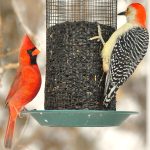 Black-oil sunflowers -- Black-oil sunflower seeds are a high energy food source enjoyed by nearly all of Iowa’s wintering bird species.  In this photo, a male cardinal and red-bellied woodpecker share the bounty. (Photo courtesy of Lowell Washburn)