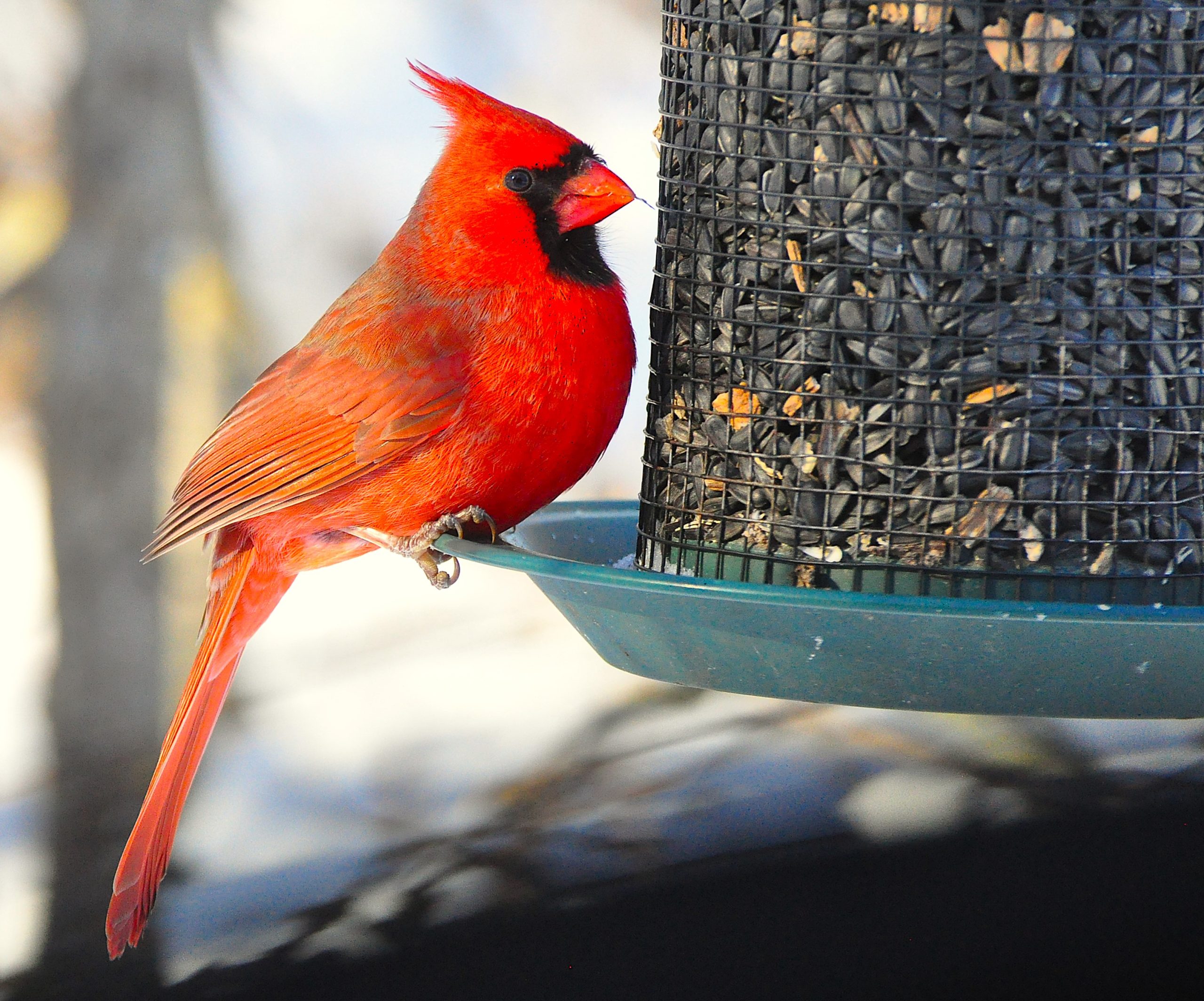 Cardinal at sunflower feeder -- Bird feeding is so popular and so widespread that it has allowed cardinals to dramatically expand their winter range northward, not only across Iowa, but all the way into Canada. (Photo courtesy of Lowell Washburn)