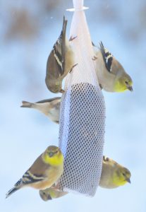 Goldfinches on Nyjer thistle – Specialty seeds, such as Nyjer thistle, may attract potentially greater numbers of specific species. (Photo courtesy of Lowell Washburn)