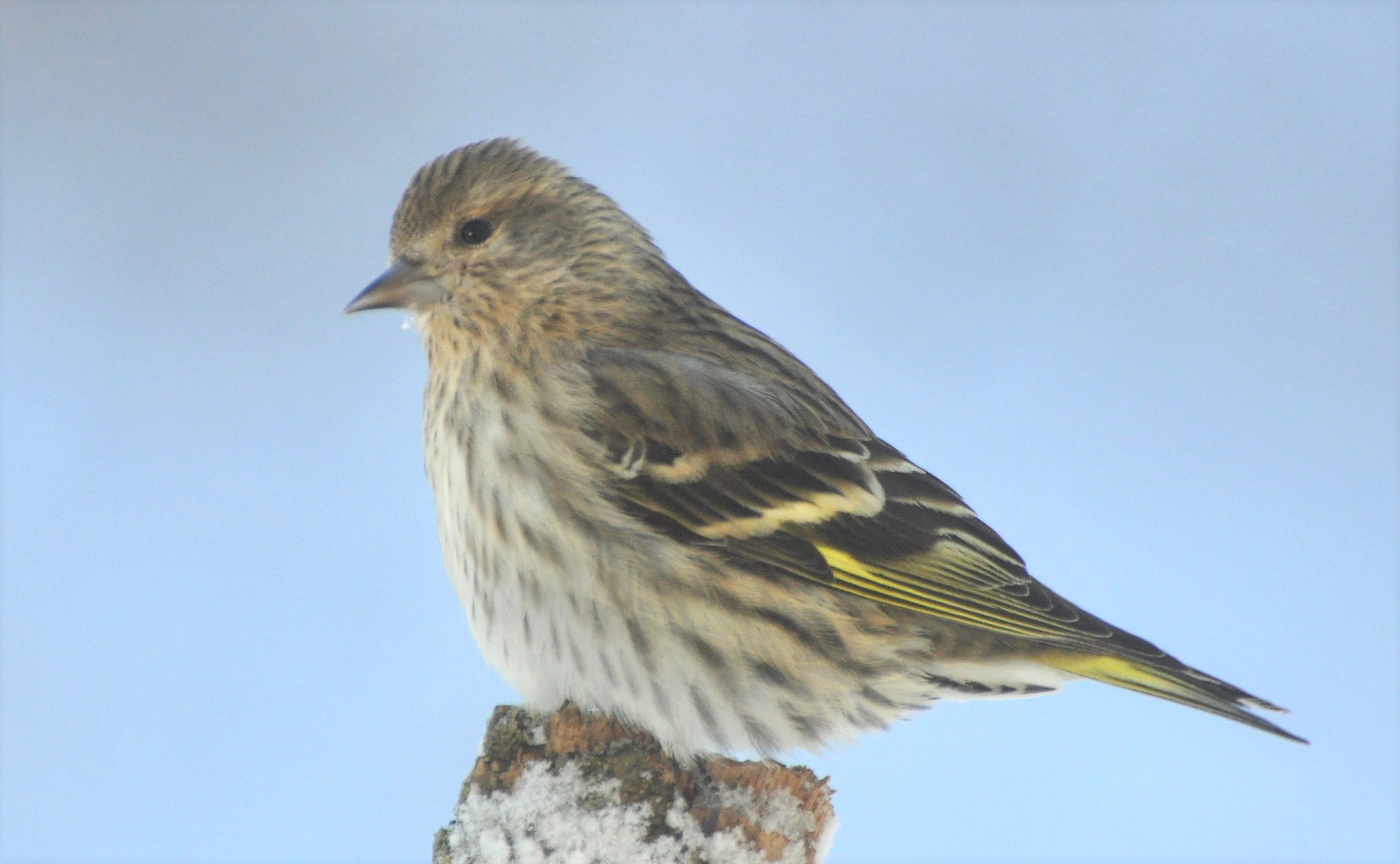 Nesting in northern Canada, the pine siskin is a common winter visitor to backyard feeders. (Photo courtesy of Lowell Washburn)