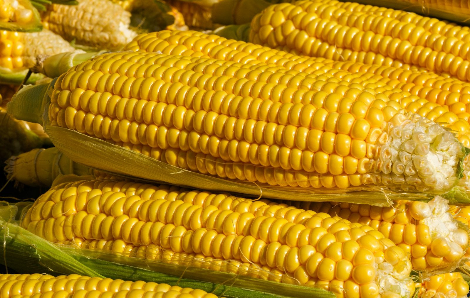 a close up of corn on the cob