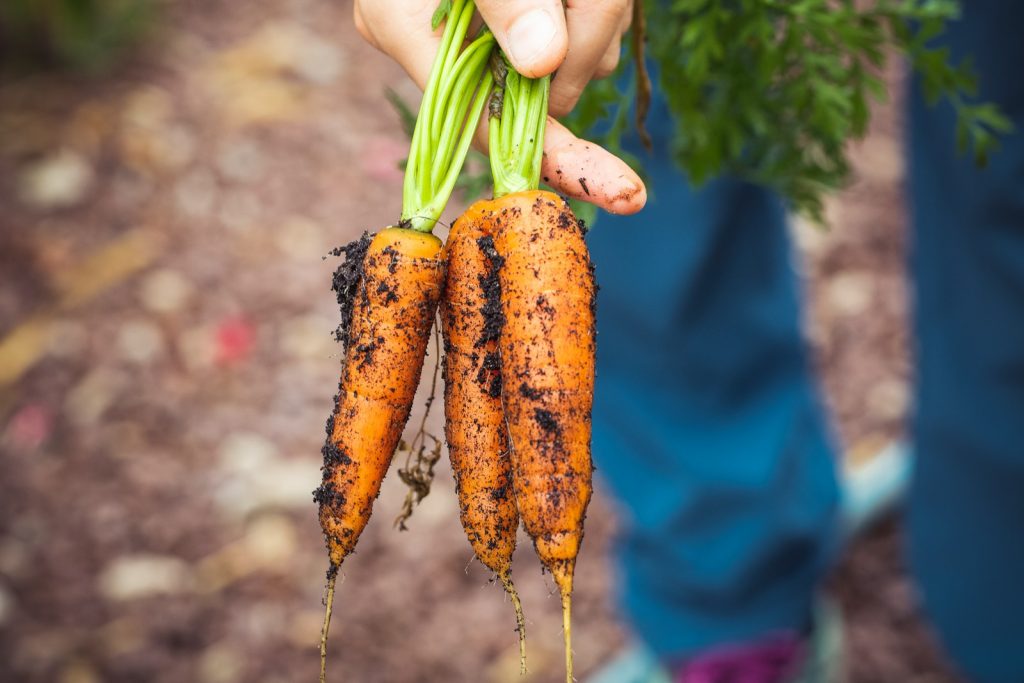 person holding carrots