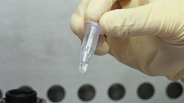 Swabs from birds’ mouths are placed in tubes and tested for avian influenza virus. (Photo by Erica Spackman/USDA)