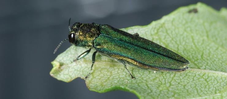 Emerald ash borer found in 92nd Iowa county