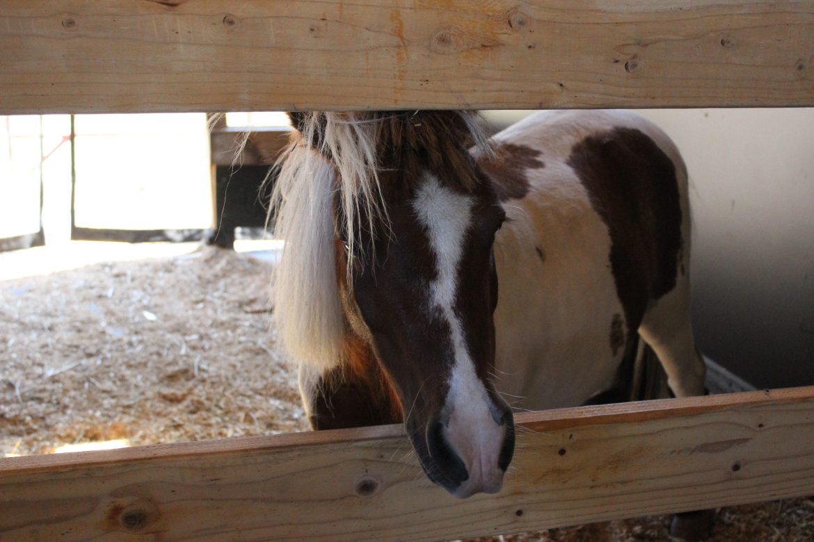 Hero horse and fast acting firemen stop spontaneous fire in extreme heat