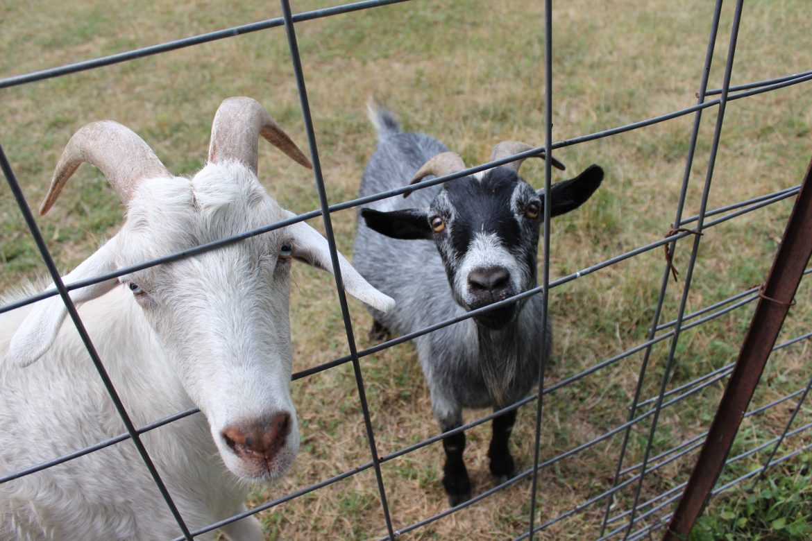 Fun with furry & feathered friends at Lazy J game day