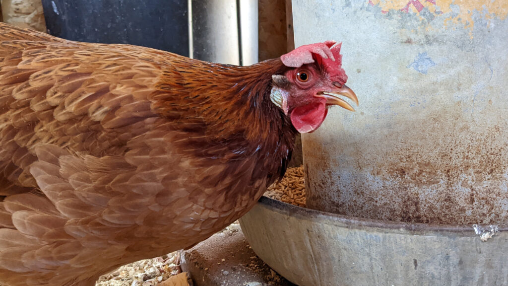 Infectious bird flu detected in Dallas County backyard flock