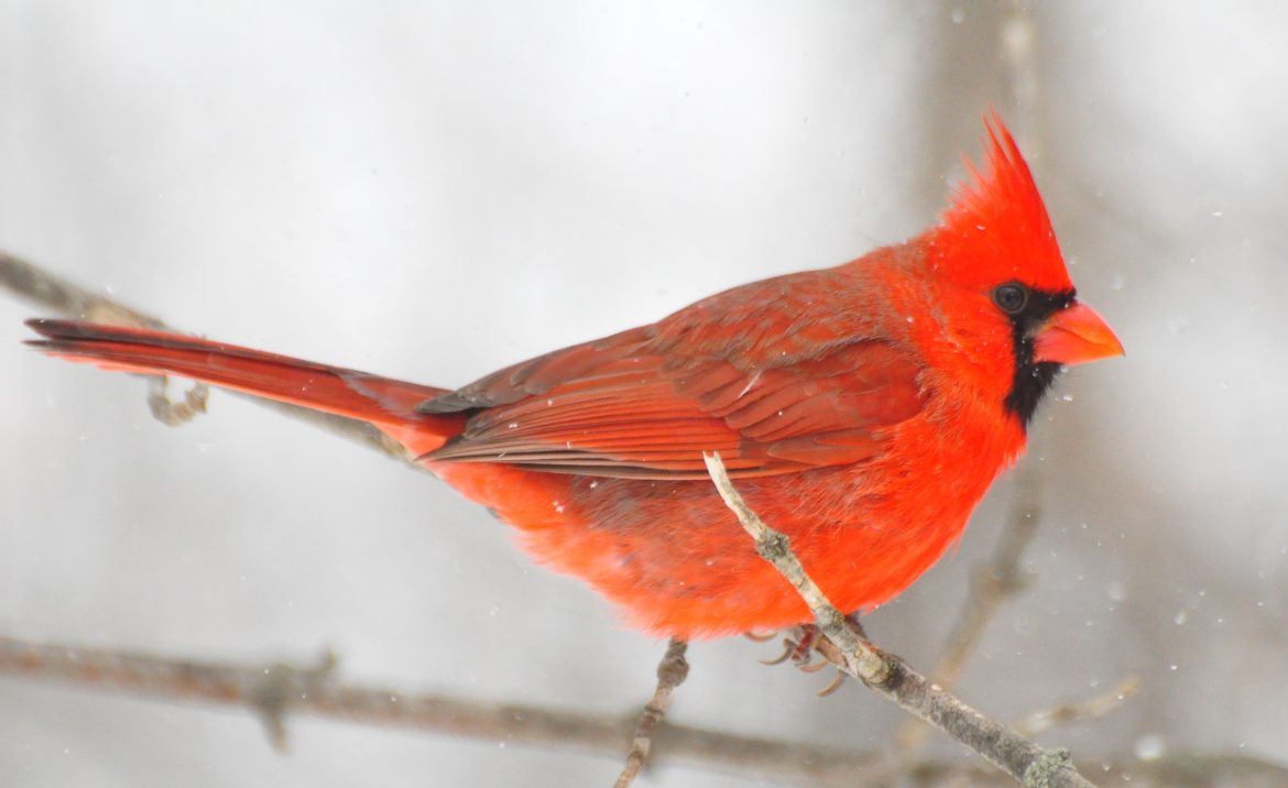 Weathering the Storm – For Iowa Birdlife Winter Weather is no Picnic