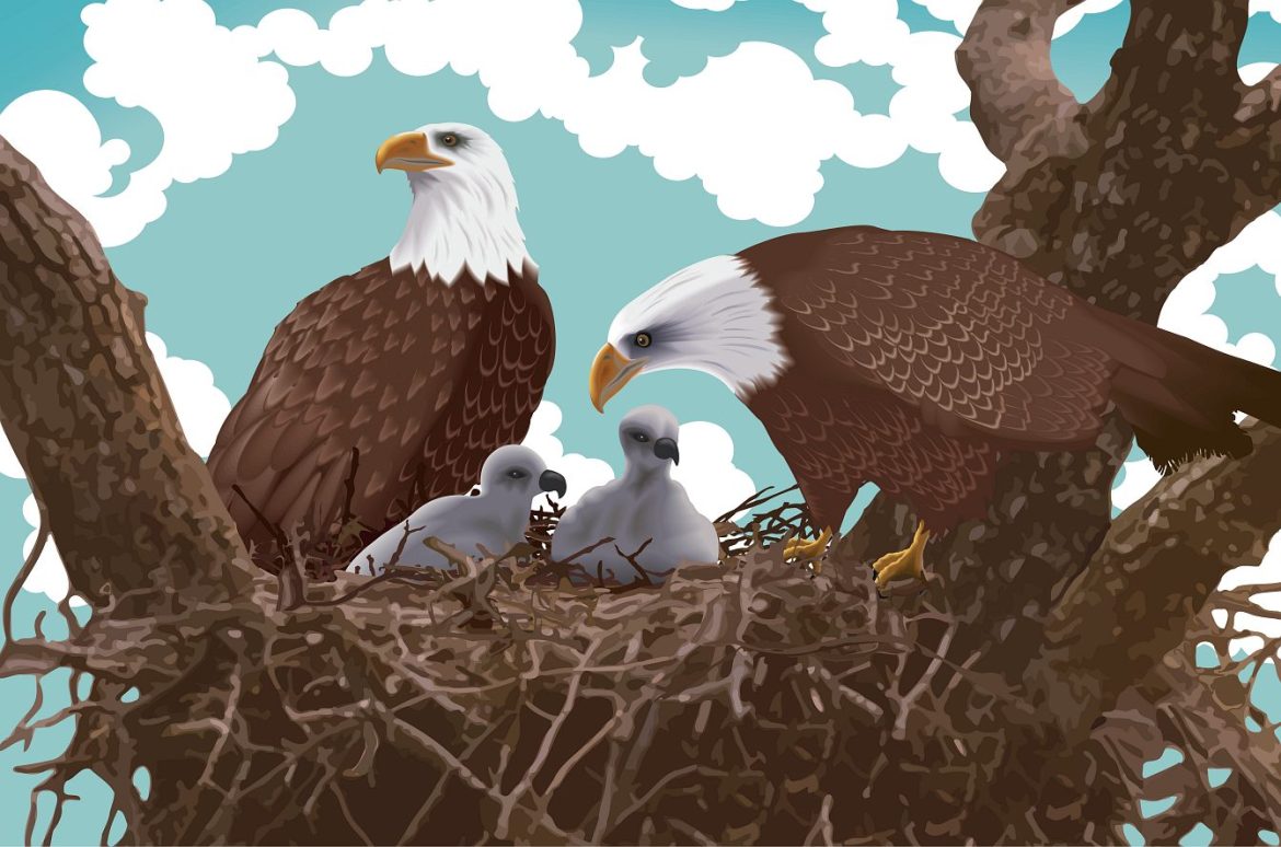 Training Opportunity to Become a Volunteer Bald Eagle Nest Monitor