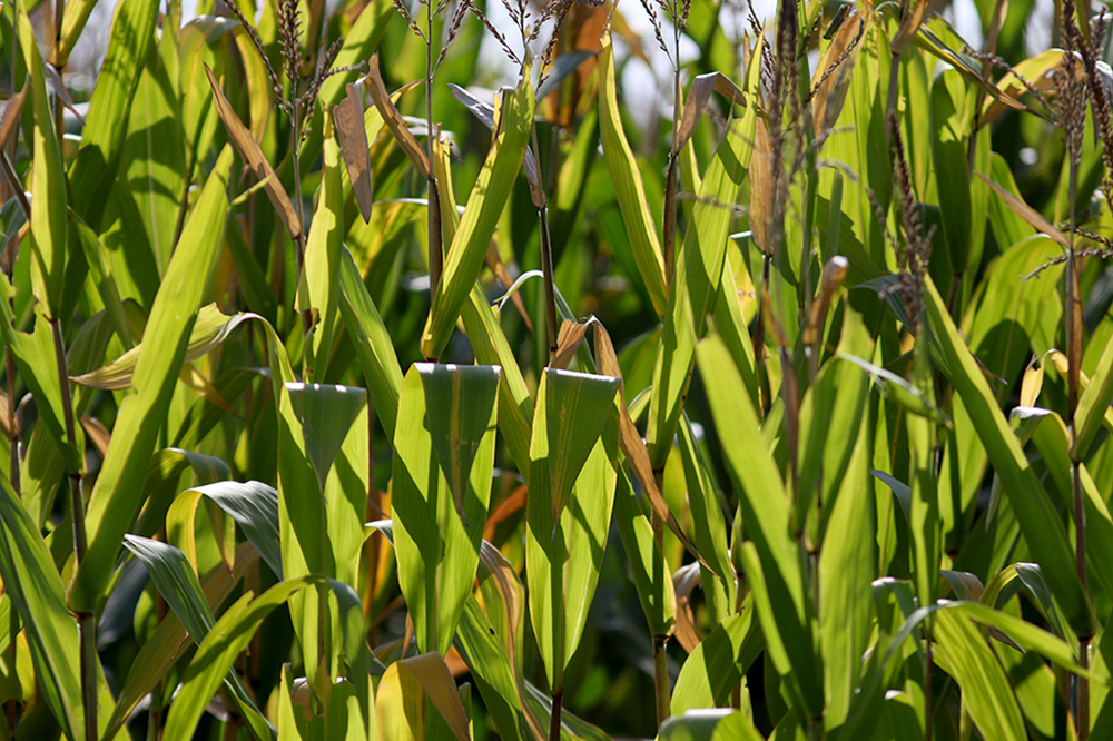 Feds raise Iowa corn yield estimate amid record national production