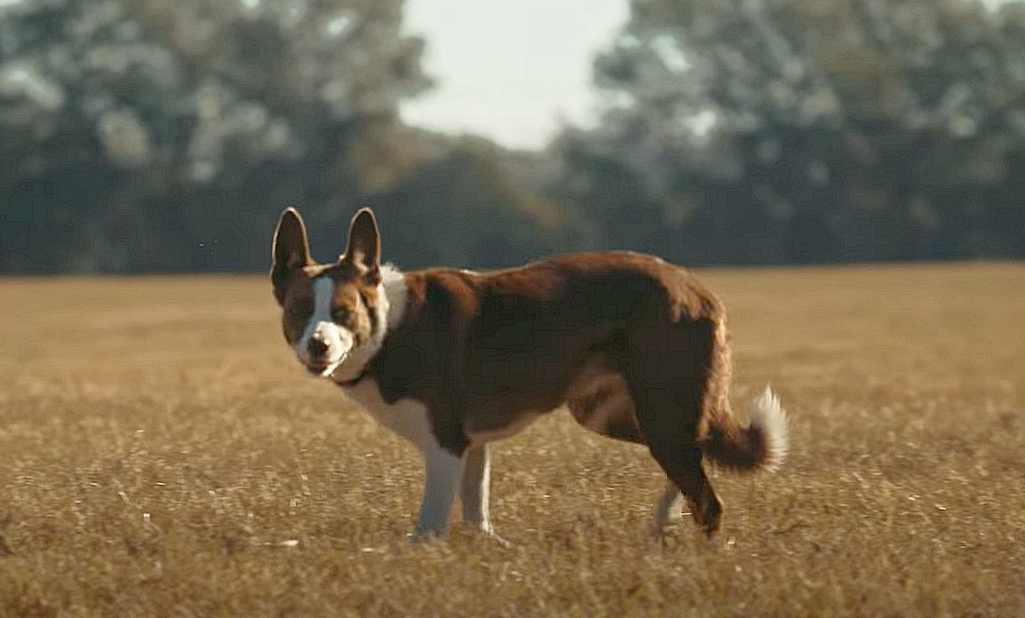 Farm Bureau Names 2024 Farm Dog of the Year – People’s Choice Pup also Recognized