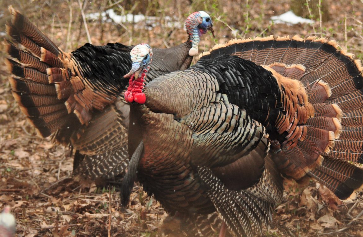 Iowa’s Spring Turkey Hunt is Just Around the Corner