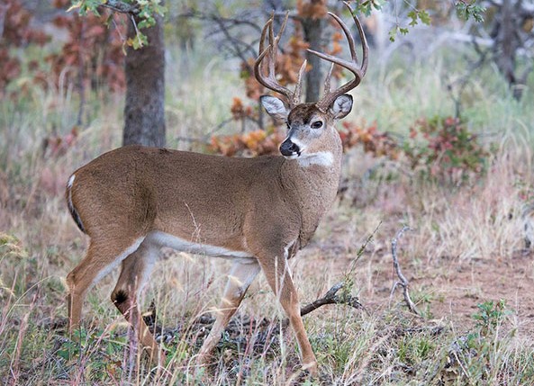 Senate kills nuisance deer bill over worries about youth hunting