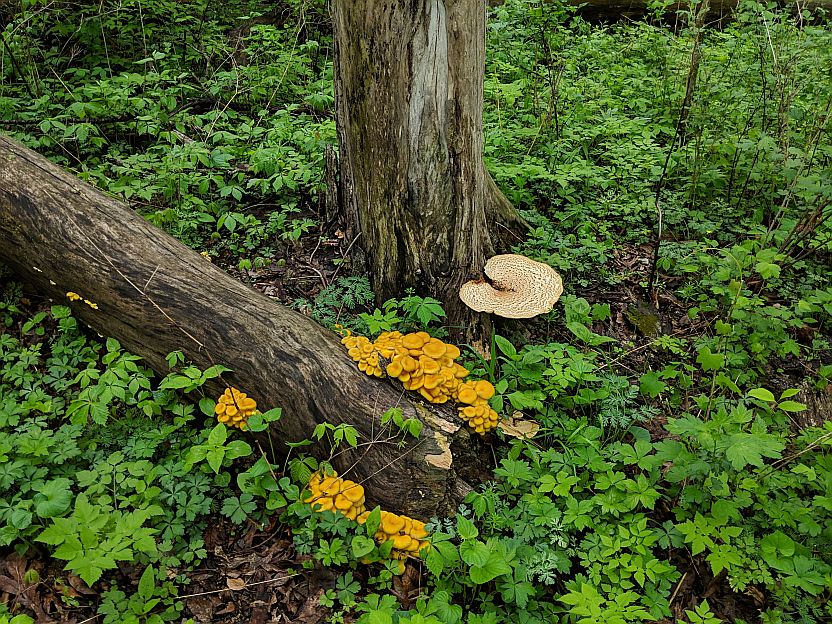 Wild-Harvested Mushroom Certification Class to Return This Spring