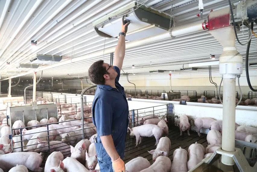 Swine Producers Should Inspect Barn Ventilation before Summer Arrives