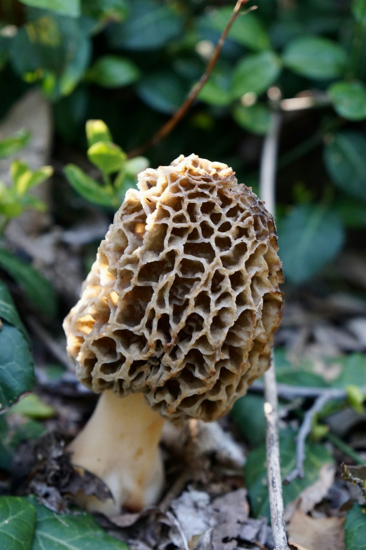 Tips for Hunting for Wild Mushrooms in Iowa