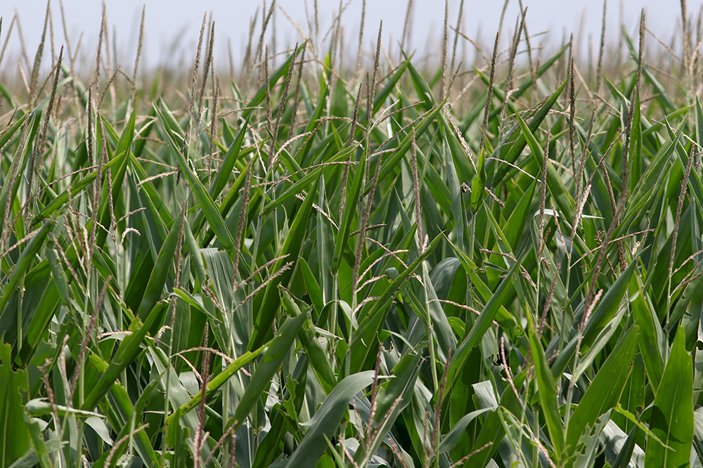 Iowa Ag Leaders Cheer U.S. Victory in GMO Trade Dispute Against Mexico