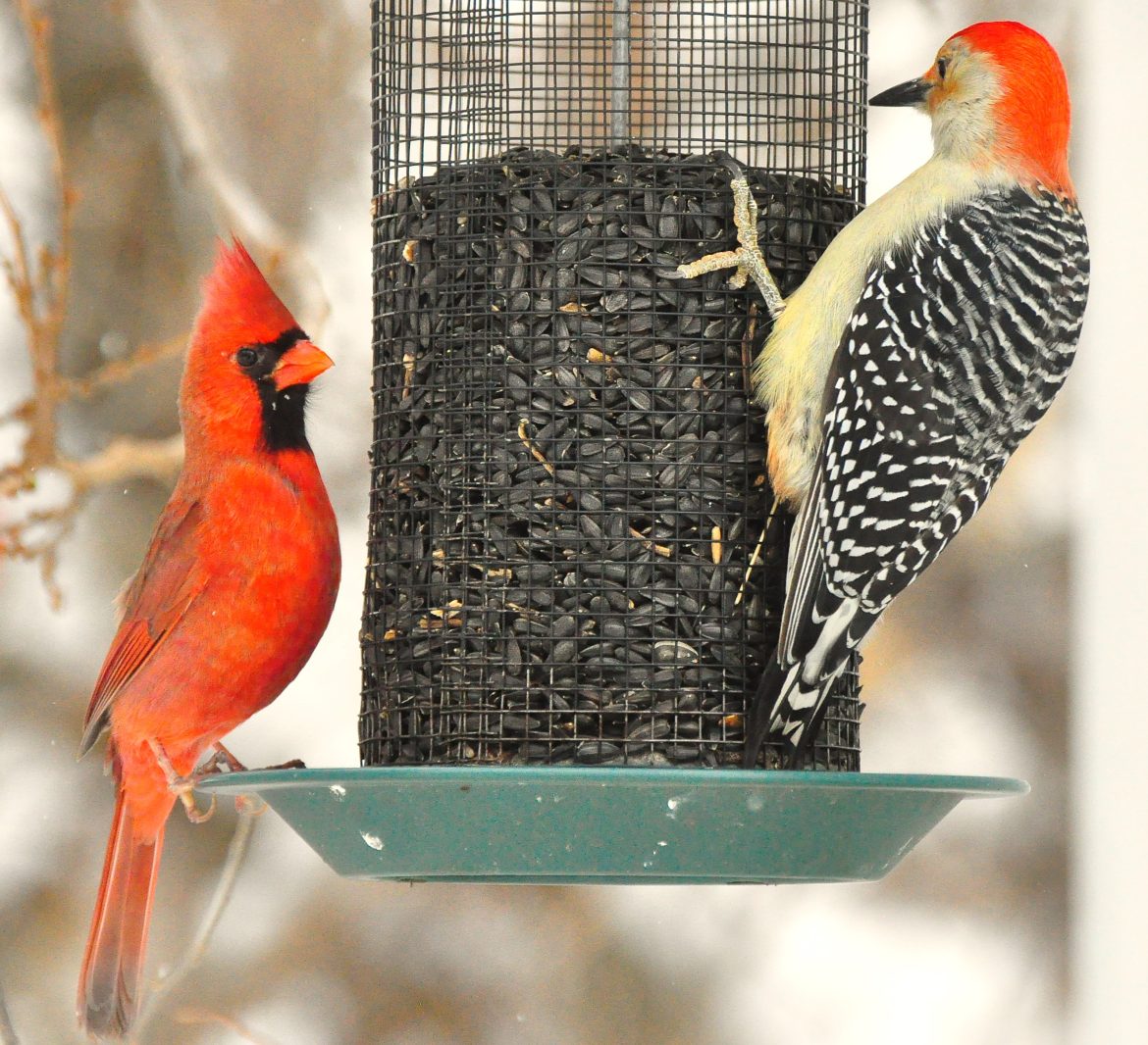 Winter Bird Feeding