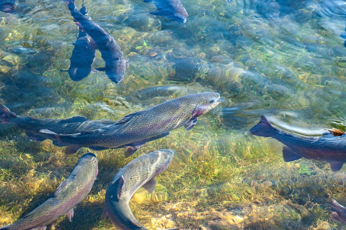 Winter Community Trout Stockings Start Jan. 3