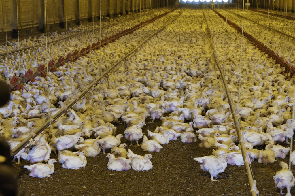 USDA finalizes packers and stockyards reform to help chicken farmers