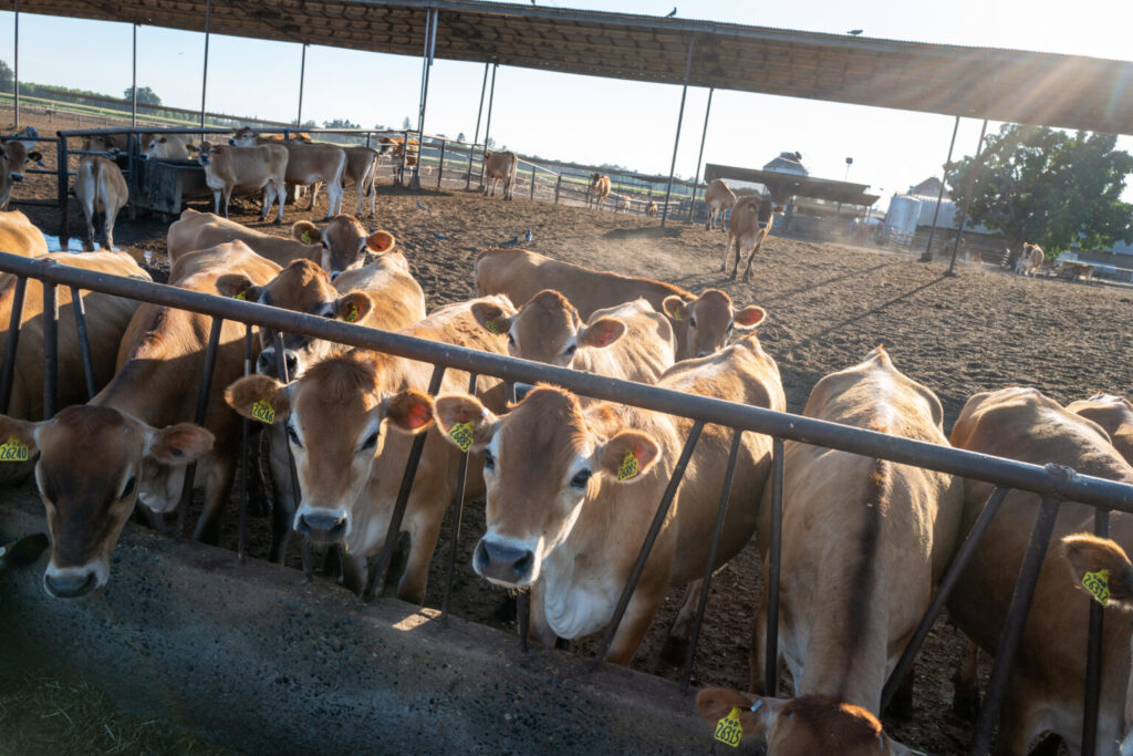 No need to provide an avian flu vaccine for humans yet, expert says