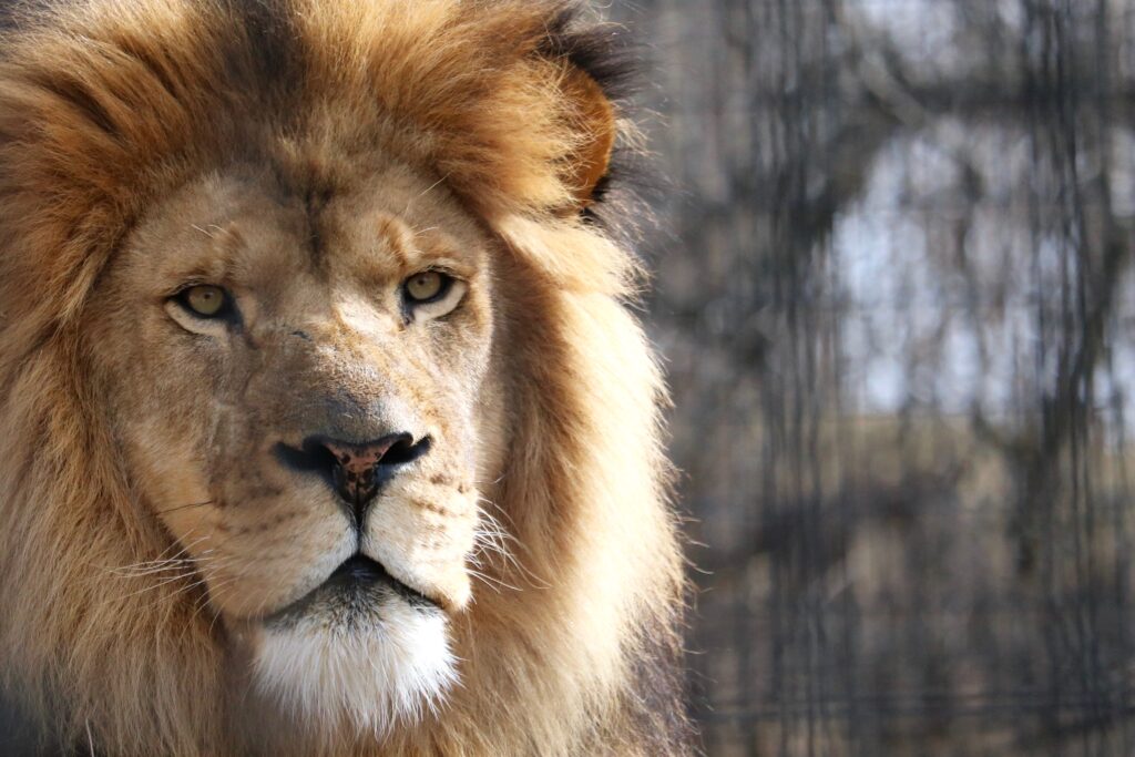 How a Zoo in Des Moines Supports Wild Lion Populations in Africa