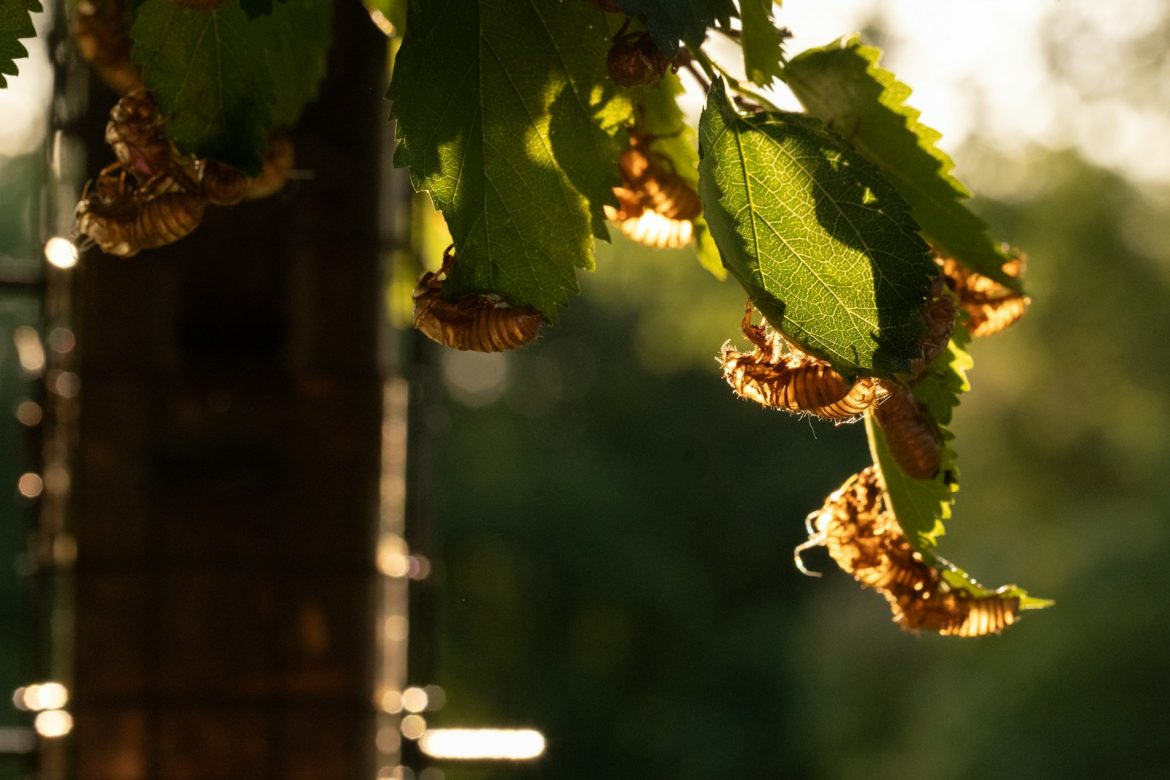 Billions of cicadas are about to emerge from underground in a rare double-brood convergence