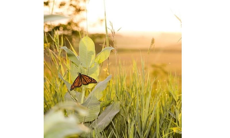 Monarch and Pollinator Habitat Workshop Series to Be Held in February and March