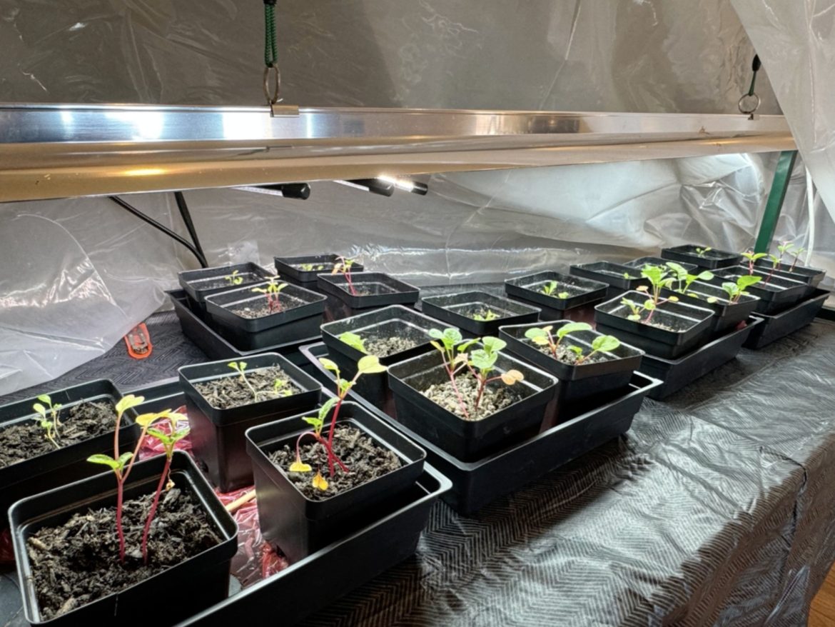 Iowa 4-H Plant the Moon Selected for Iowa STEM Scale-Up Program