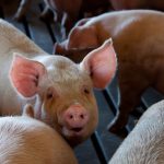 Close-up of pigs in an indoor livestock pen on a farm. Captures the essence of animal agriculture.