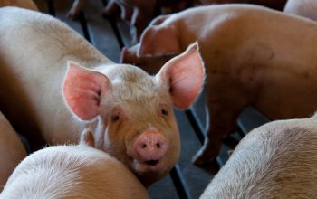 Close-up of pigs in an indoor livestock pen on a farm. Captures the essence of animal agriculture.