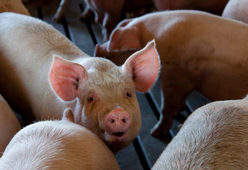 Iowa Pork Regional Conferences to Offer Expert Insights