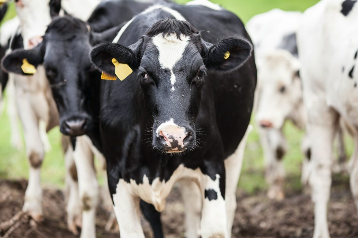 Dairy Beef Short Course to Feature Management of Dairy-Beef Crossbreds