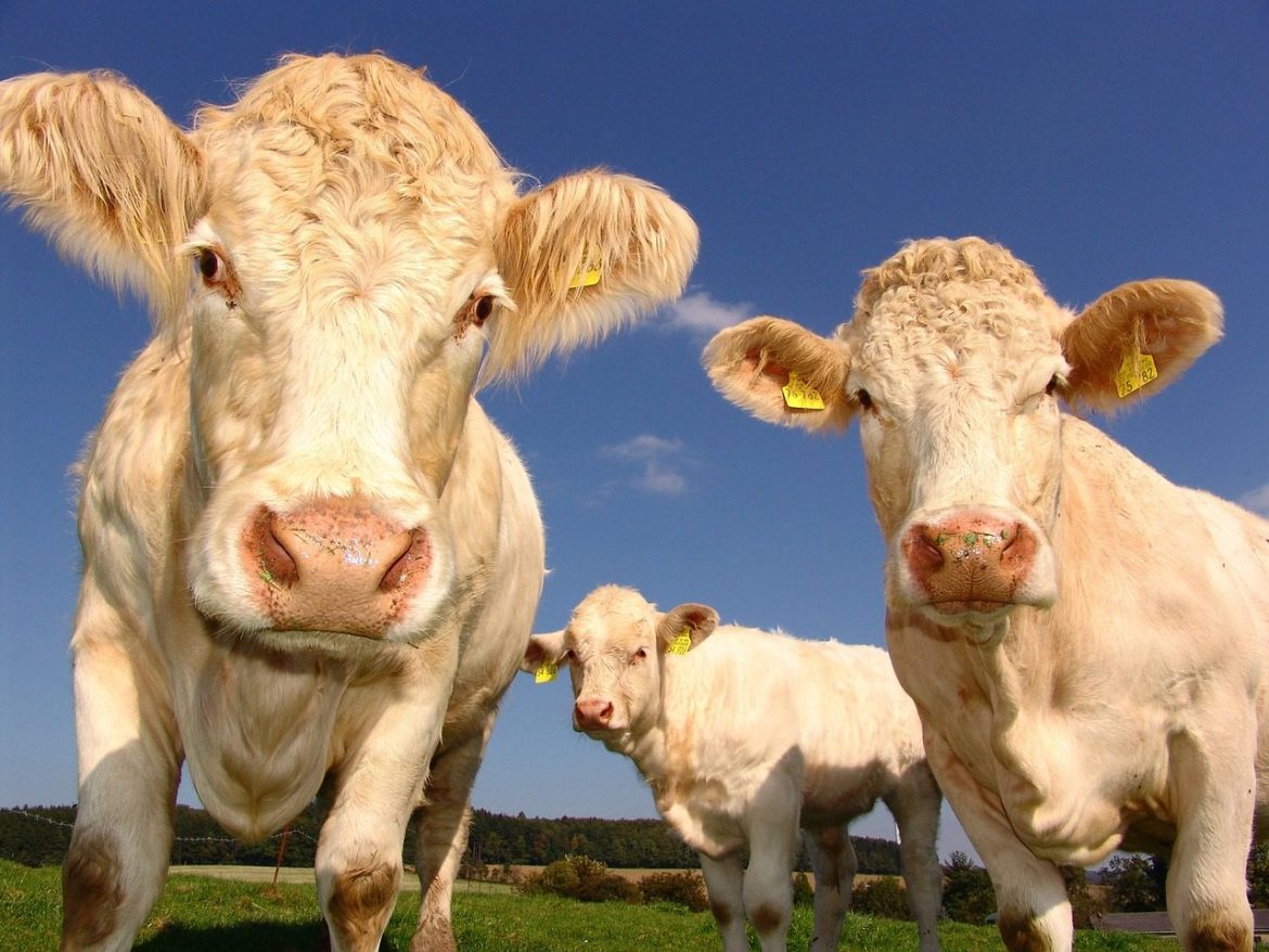 Iowa Livestock Producers Concerned about Livestock Diseases, Uncertain about Level of Threat and Capacity to Manage