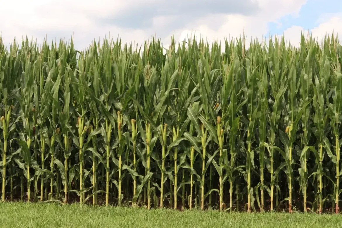 Iowa crops continue to thrive following another abnormally hot, wet week