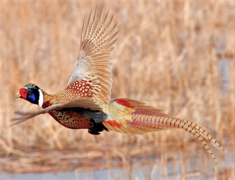 Hunters in 2024 saw Iowa’s second-highest pheasant harvest since 2007