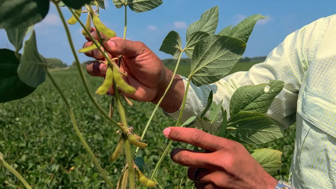 Soybeans setting pods ahead of schedule; Iowa has ‘another anomalously’ wet week