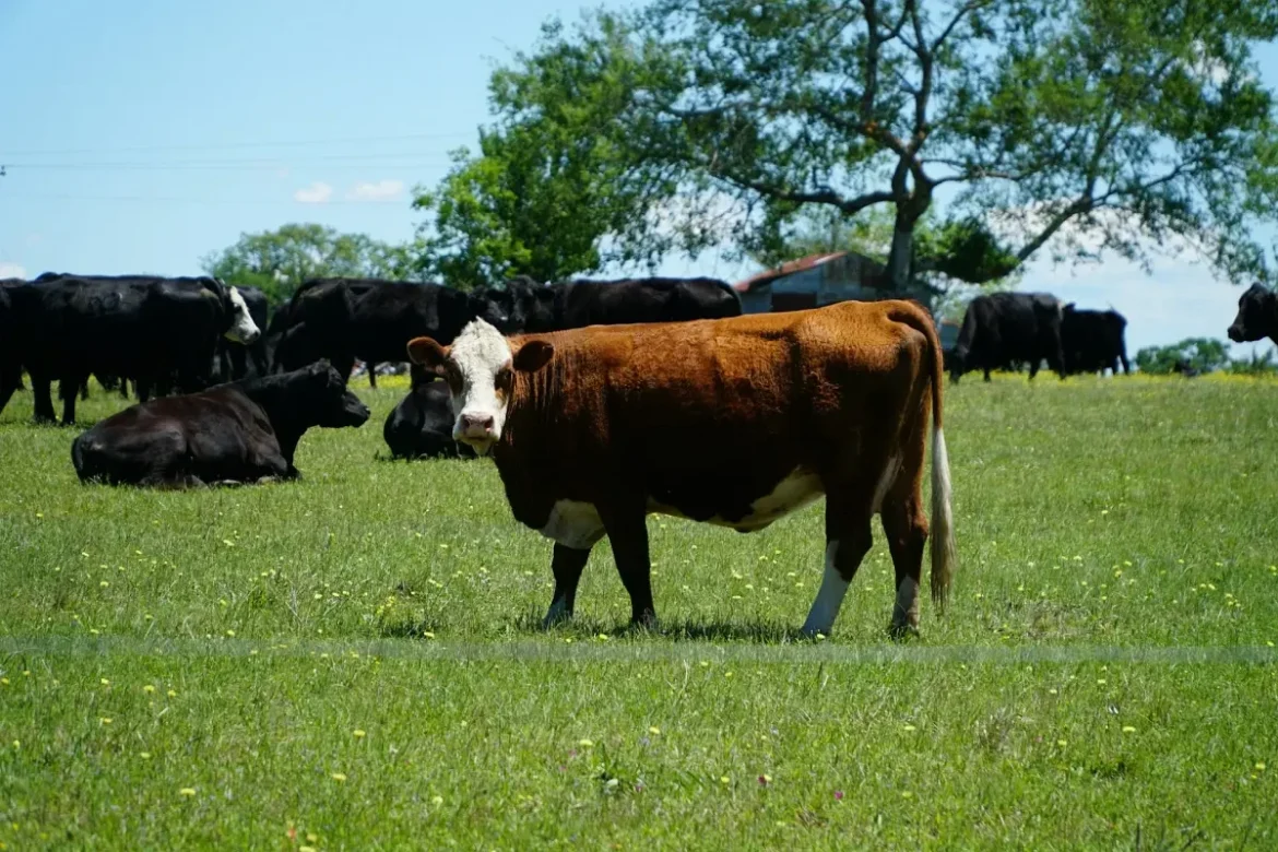Volga Area Pasture Walk Will Highlight One Farm’s Approach to Rotational Grazing