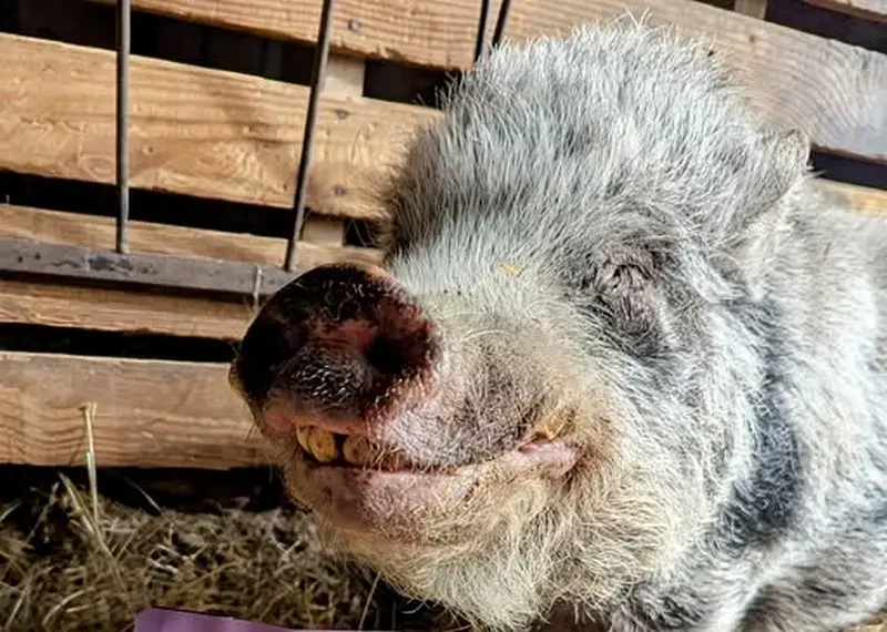 Beloved Local Rescue Pig ‘Hamilton’ Undergoes Major Dental Treatment at Iowa State
