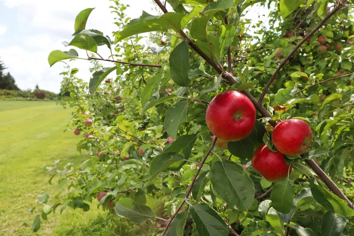Taste, Learn and Explore at Iowa State University Apple Open House
