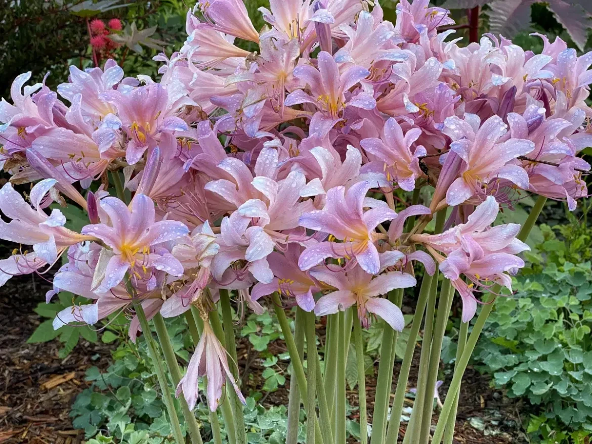 Surprise Lilies Are in Full Bloom across Iowa