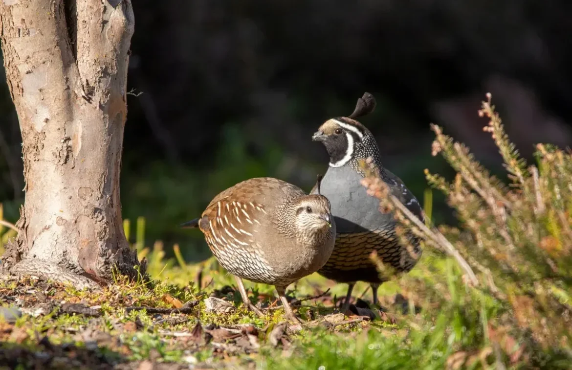 Quail Forever announces new wildlife parcel