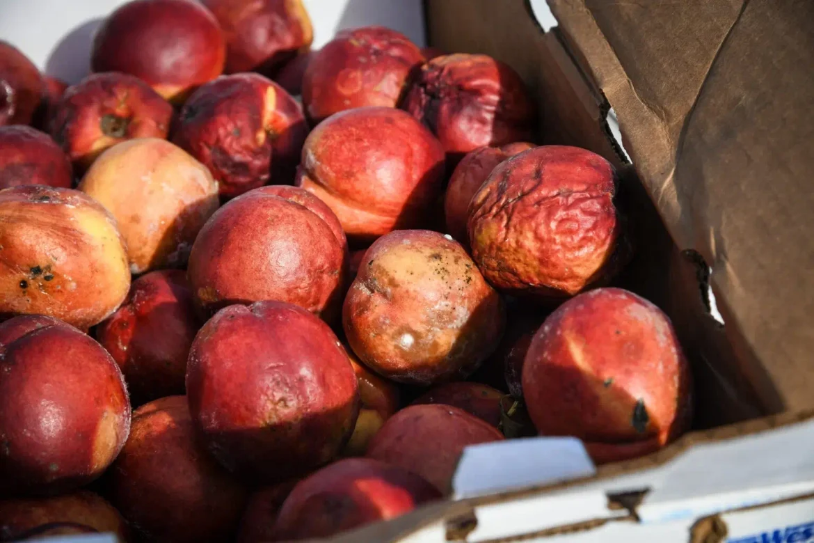 State study shows better food waste management could keep more Iowans fed