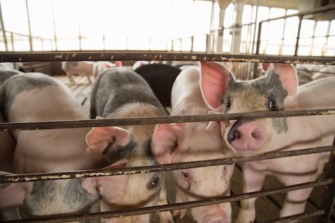 Iowa Pork Industry Center to Offer Three Pork Quality Assurance Advisor Certification Sessions in 2026