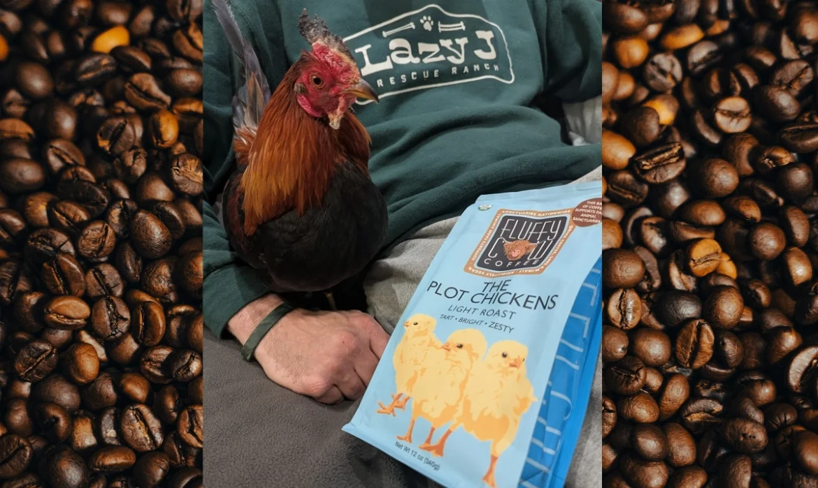 Cup by Cup, You Can Help Heal Rescued Rooster ‘Squiggy’