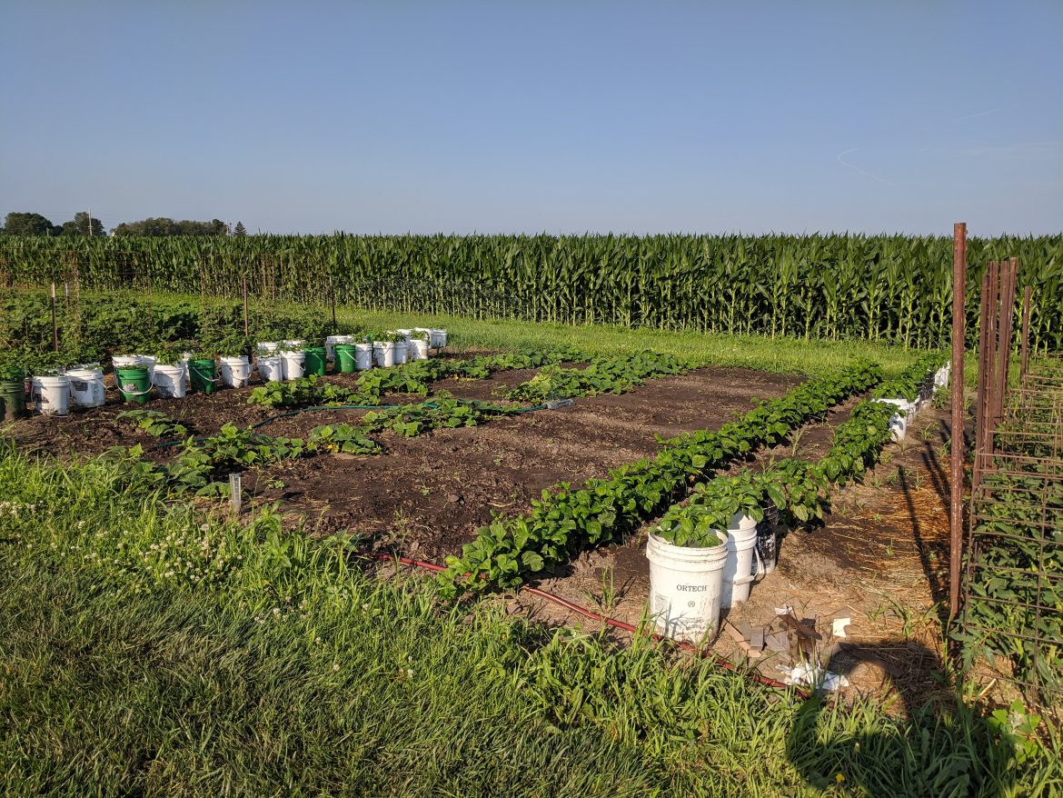 Community garden helps provide food to families in need